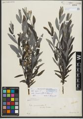 Foto von Salix repens subsp. rosmarinifolia (L.) Andersson